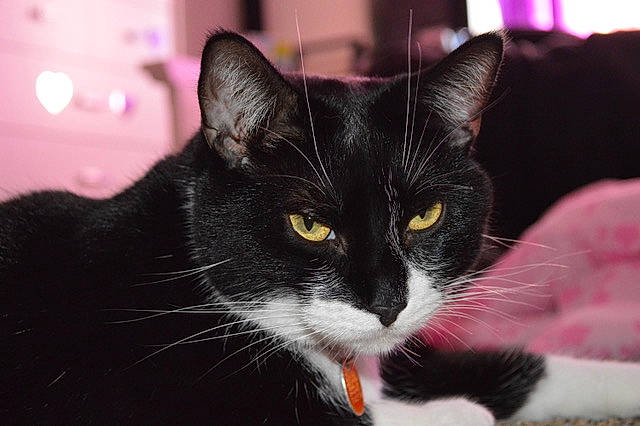 Fluffy is registered to the contest to win money with this photo: black_and_white, black_cat, carnivore, cat, domestic_short_haired_cat, ear, european_shorthair, eye, felidae, fur, kitten, mammal, pink, polydactyl_cat, small_to_medium_sized_cats, snapshot, snout, whiskers