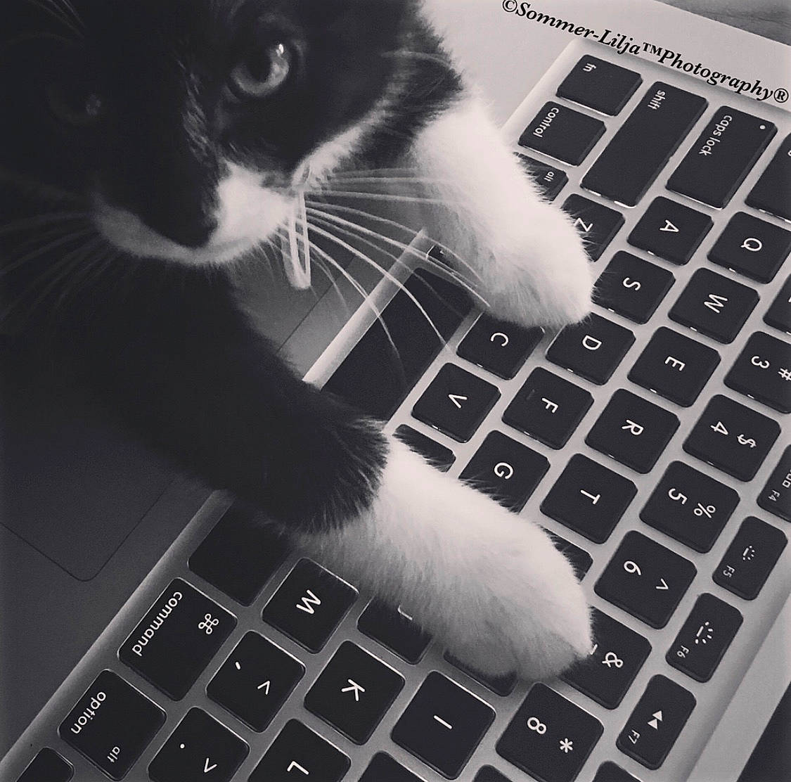 Fluffy joined the competition — help win amazing prizes! black_and_white, carnivore, cat, computer, computer_keyboard, domestic_short_haired_cat, electronic_device, felidae, kitten, paw, photo_caption, photography, polydactyl_cat, small_to_medium_sized_cats, snout, technology, whiskers