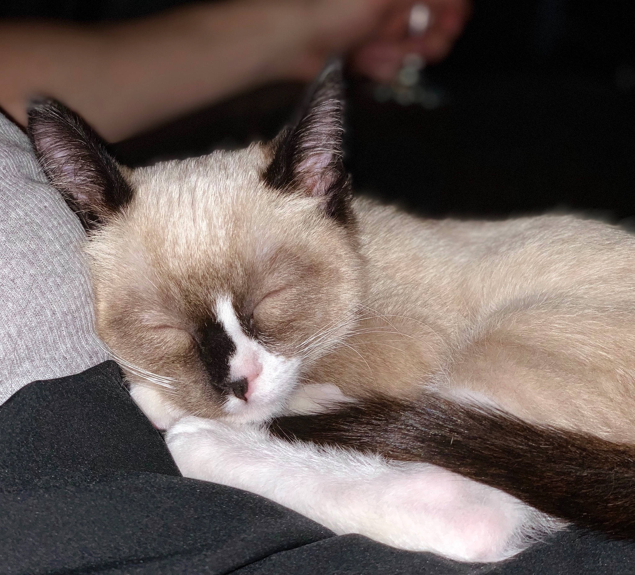 Grumpy joined the competition — help win amazing prizes! asian, balinese, carnivore, cat, ear, eye, fawn, felidae, javanese, kitten, mammal, nap, ojos_azules, small_to_medium_sized_cats, snout, snowshoe, tail, thai, tonkinese, whiskers