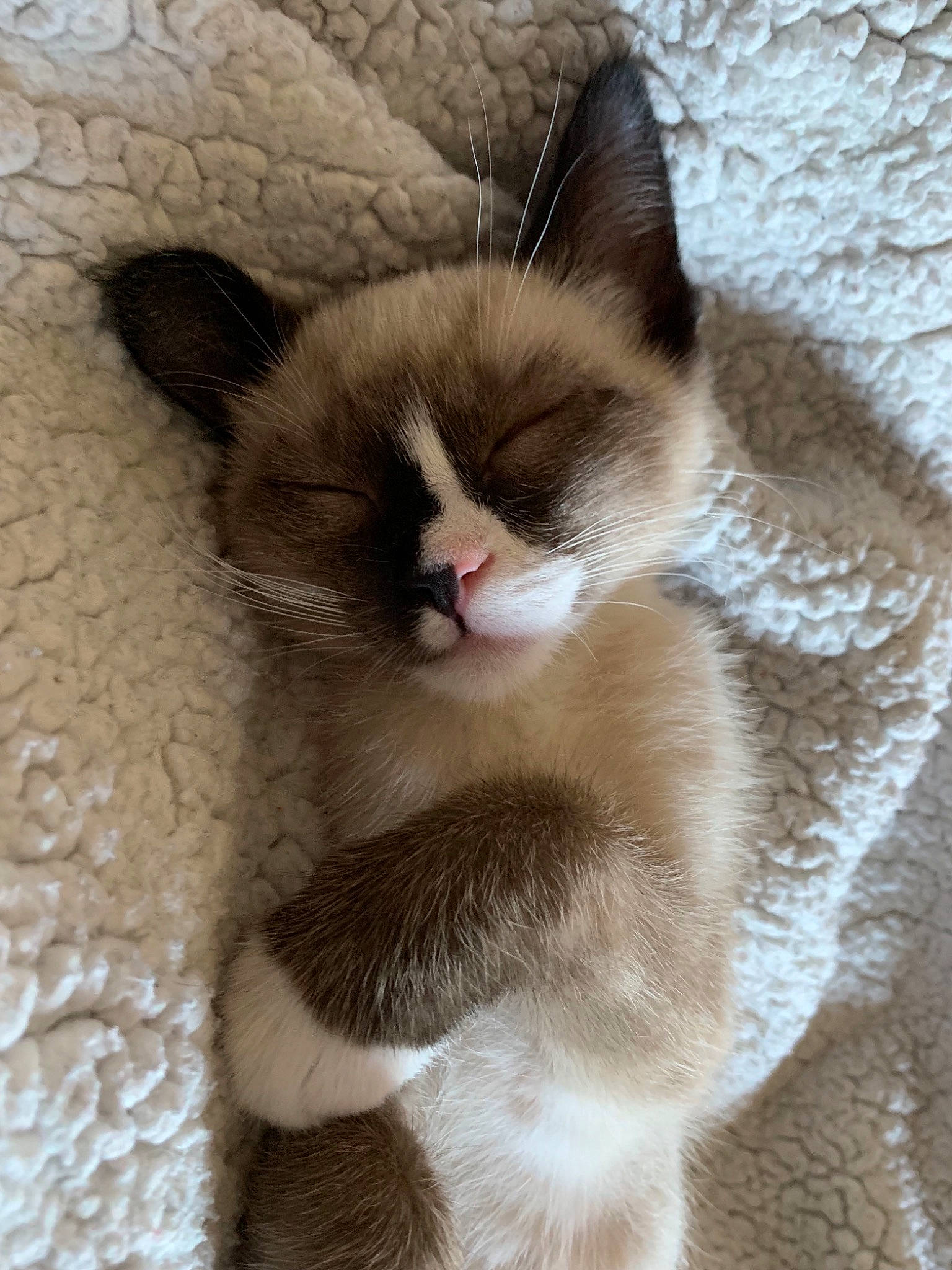 Grumpy is registered to the contest to win money with this photo: asian, balinese, carnivore, cat, domestic_short_haired_cat, fawn, felidae, fur, kitten, mammal, nose, ojos_azules, ragdoll, siamese, small_to_medium_sized_cats, snout, snowshoe, tail, thai, whiskers