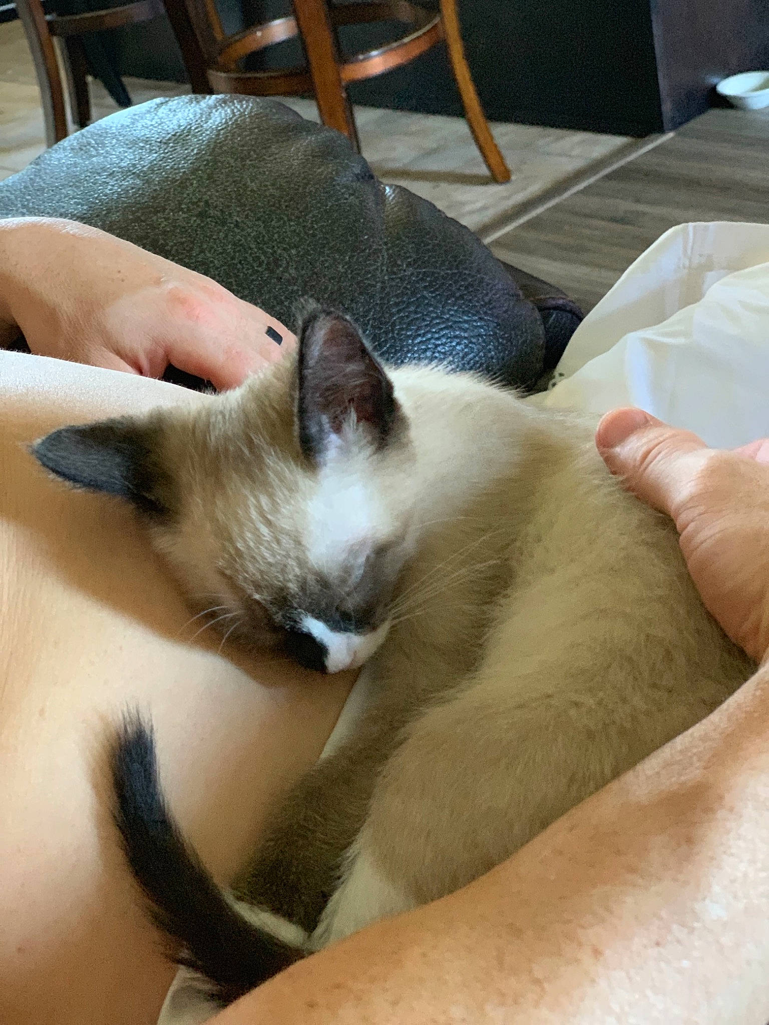 Grumpy joined the competition — help win amazing prizes! asian, balinese, burmese, carnivore, cat, fawn, felidae, javanese, mammal, nap, siamese, small_to_medium_sized_cats, snowshoe, thai, tonkinese, whiskers