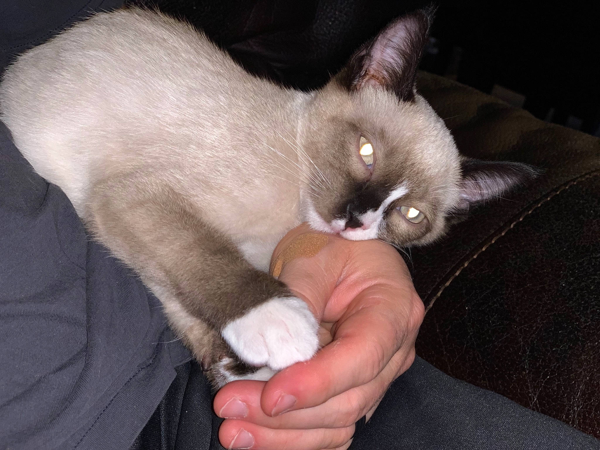 Grumpy joined the competition — help win amazing prizes! asian, balinese, burmese, burmilla, carnivore, cat, claw, fawn, felidae, german_rex, javanese, kitten, mammal, siamese, small_to_medium_sized_cats, snowshoe, thai, tonkinese, vertebrate, whiskers