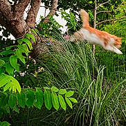 Gros Chat participe au concours pour gagner de l'argent avec cette photo : cat, orange_cat, leaping, motion_blur, greenery, grass, tree, outdoor, nature, foliage, plant, jumping, wildlife, animal, daylight, garden, bush, vibrant, mammal, active