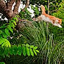 cat, orange_cat, leaping, motion_blur, greenery, grass, tree, outdoor, nature, foliage, plant, jumping, wildlife, animal, daylight, garden, bush, vibrant, mammal, active