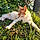 Gros Chat