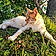 Gros Chat