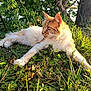 Gros Chat participe au concours pour gagner de l'argent avec cette photo : cat, orange_cat, white_cat, grass, greenery, tree, outdoor, sunlight, nature, animal, pet, relaxing, lying_down, feline, leaves, daylight, mammal, alert, closeup, wildlife