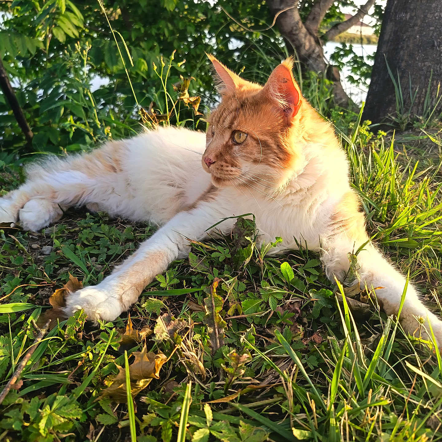 Gros Chat