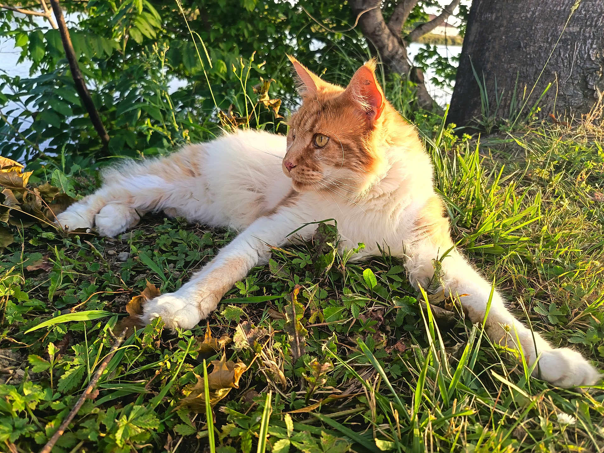 Gros Chat participe au concours pour gagner de l'argent avec cette photo : cat, orange_cat, white_cat, grass, greenery, tree, outdoor, sunlight, nature, animal, pet, relaxing, lying_down, feline, leaves, daylight, mammal, alert, closeup, wildlife