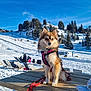 animal, blue_sky, canine, cold, daytime, dog, harness, leash, mountain, nature, outdoor, pet, pine_trees, recreation, scenic, snow, sunny, vacation, winter, wooden_table