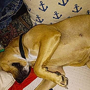 Awesome joined the competition — help win amazing prizes! dog, sleeping, bed, pillow, blanket, brown_fur, collar, domestic_animal, relaxation, indoors, rest, canine, pet, fur, animal, comfort, napping, close_up, mammal, quiet