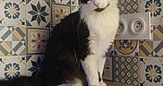 Minus participe au concours pour gagner de l'argent avec cette photo : cat, black_and_white, feline, pet, animal, wooden_surface, tile_wall, geometric_pattern, floral_pattern, indoor, curious, sitting, looking, ears_up, whiskers, cute, domestic, home, floor, power_outlet