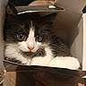 Minus participe au concours pour gagner de l'argent avec cette photo : cat, kitten, box, cardboard, pet, animal, cute, fur, whiskers, hand, indoor, small, black_and_white, eyes, face, soft, cozy, curious, domestic_animal, young