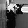 cat, black_and_white, lying_down, wooden_surface, indoor, curious, pet, animal, feline, monochrome, relaxed, close_up, portrait, whiskers, ears, floor, resting, cute, domestic, playful_text