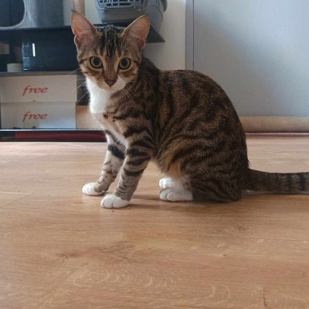 Tigrou