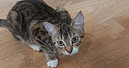 Tigrou participe au concours pour gagner de l'argent avec cette photo : kitten, cat, tabby, indoor, wooden_floor, curious, pet, animal, toy, plush, crouching, fur, whiskers, ears, eyes, home, flooring, furniture, background, playful