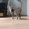cat, tabby_cat, indoor, wooden_floor, pet_carrier, door, keys, toy, curious, alert, white_paws, tail_up, striped_fur, flooring, furniture, household, pet, domestic_animal, standing, looking