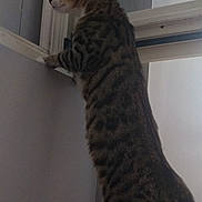 Tigrou participe au concours pour gagner de l'argent avec cette photo : cat, tabby, standing, window, indoor, curious, pet, feline, striped, animal, looking_out, domestic, quiet, side_view, whiskers, ears, tail, paws, wall, house