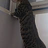 cat, tabby, standing, window, indoor, curious, pet, feline, striped, animal, looking_out, domestic, quiet, side_view, whiskers, ears, tail, paws, wall, house
