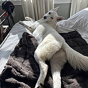 Coconut joined the competition — help win amazing prizes! dog, white_dog, bed, blanket, indoor, window, curtains, sunlight, pet, animal, fur, relaxing, looking_back, cozy, home, resting, canine, paw, tail, quiet