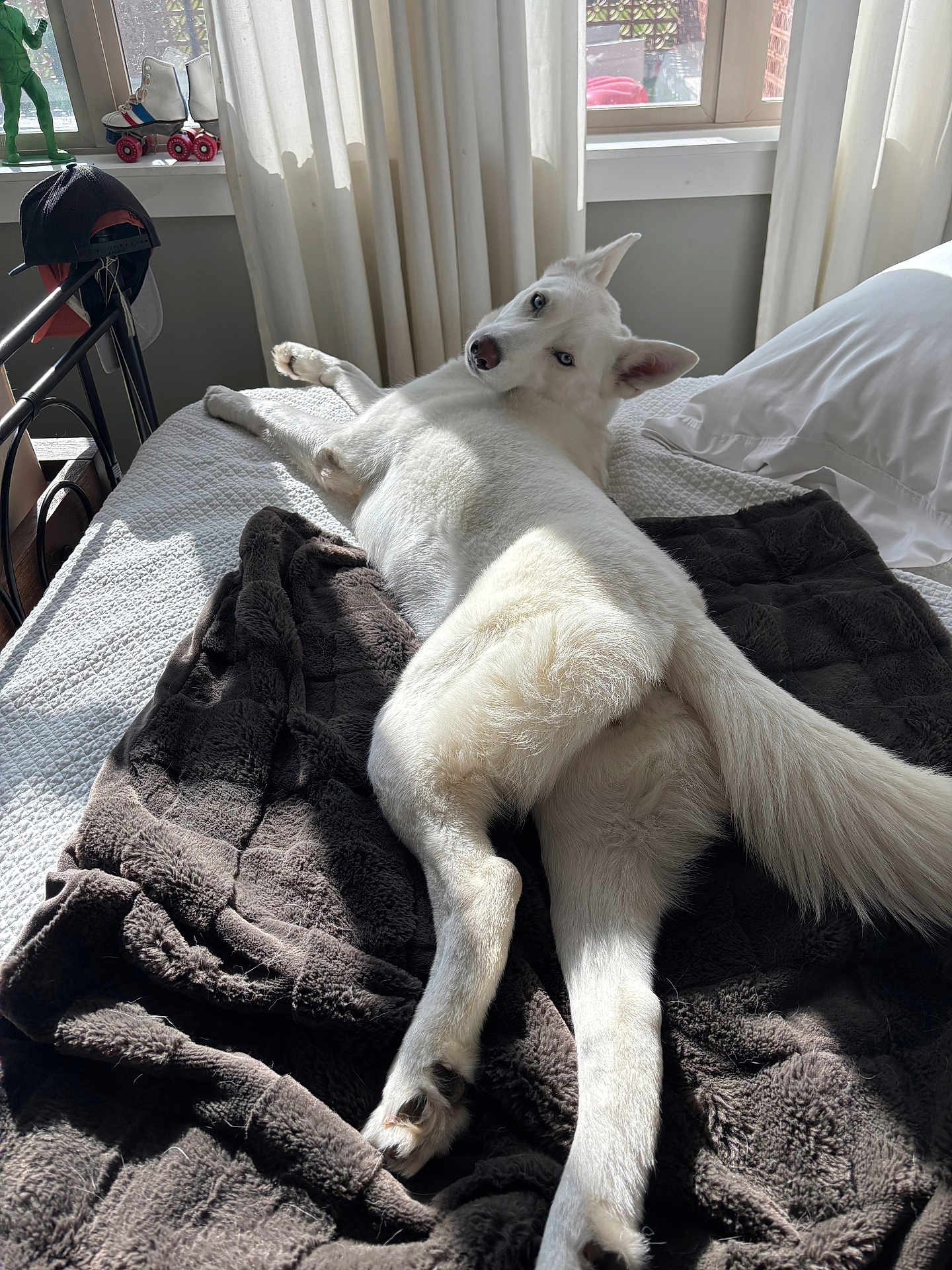 Coconut joined the competition — help win amazing prizes! dog, white_dog, bed, blanket, indoor, window, curtains, sunlight, pet, animal, fur, relaxing, looking_back, cozy, home, resting, canine, paw, tail, quiet