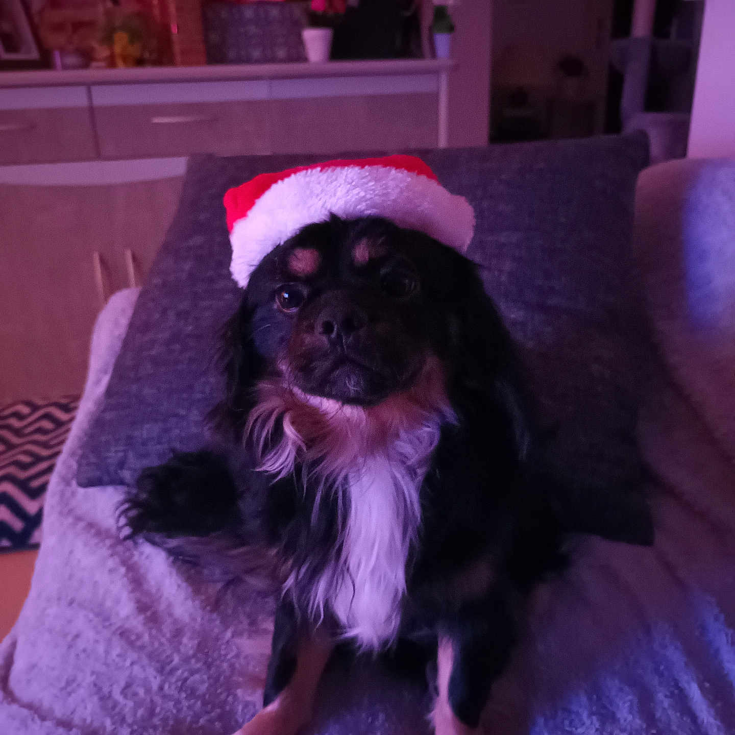 Hugo participe au concours pour gagner de l'argent avec cette photo : adult, animal, architecture, building, canine, chair, cockerspaniel, couch, cup, dog, female, furniture, indoors, livingroom, papillon, person, pet, puppy, room, woman