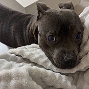 Freya a rejoint le concours — aidez-le/la à gagner de superbes lots ! dog, puppy, portrait, close_up, face, eyes, ears, nose, short_hair, gray_coat, lying_down, blanket, bed, indoors, cozy, home, relaxed, sleepy, cute, photography