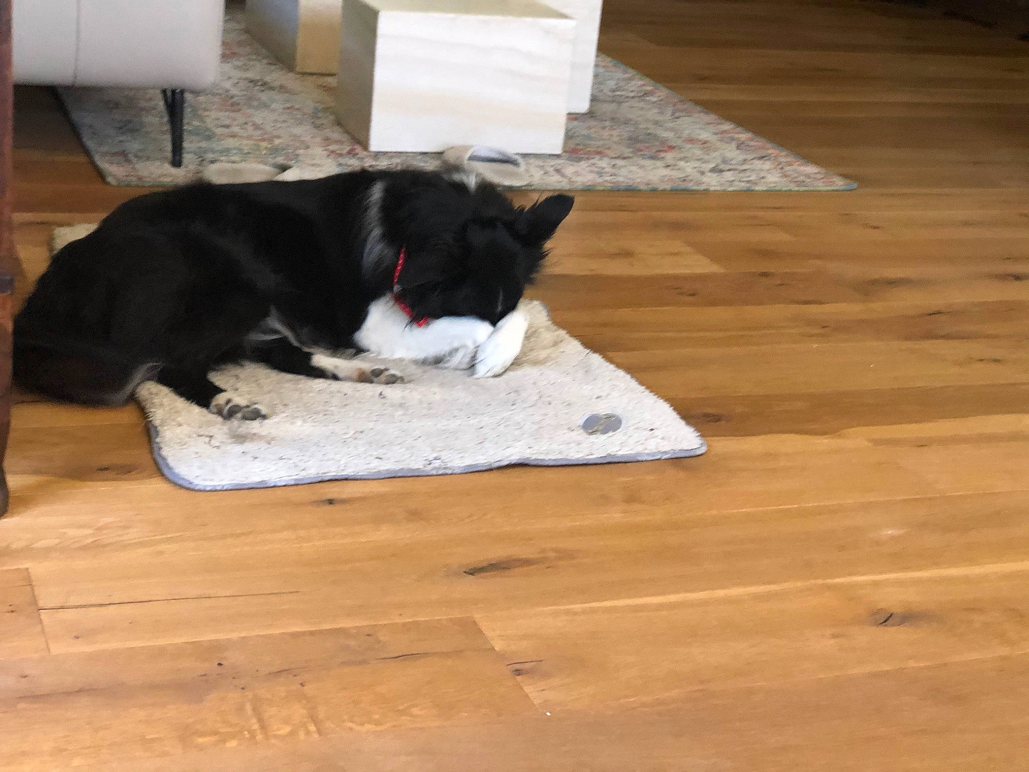 Naelle a rejoint le concours — aidez-le/la à gagner de superbes lots ! carnivore, comfort, companion_dog, dog, dog_breed, door_mat, felidae, floor, flooring, hardwood, laminate_flooring, pet_supply, small_to_medium_sized_cats, snout, sporting_group, tail, whiskers, wood, wood_flooring, wood_stain