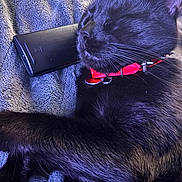 Luca joined the competition — help win amazing prizes! black_cat, cat, sleeping, pet, collar, red_collar, remote_control, blanket, fur, whiskers, animal, close_up, relaxation, domestic_cat, indoor, resting, soft_texture, cute, cozy, napping