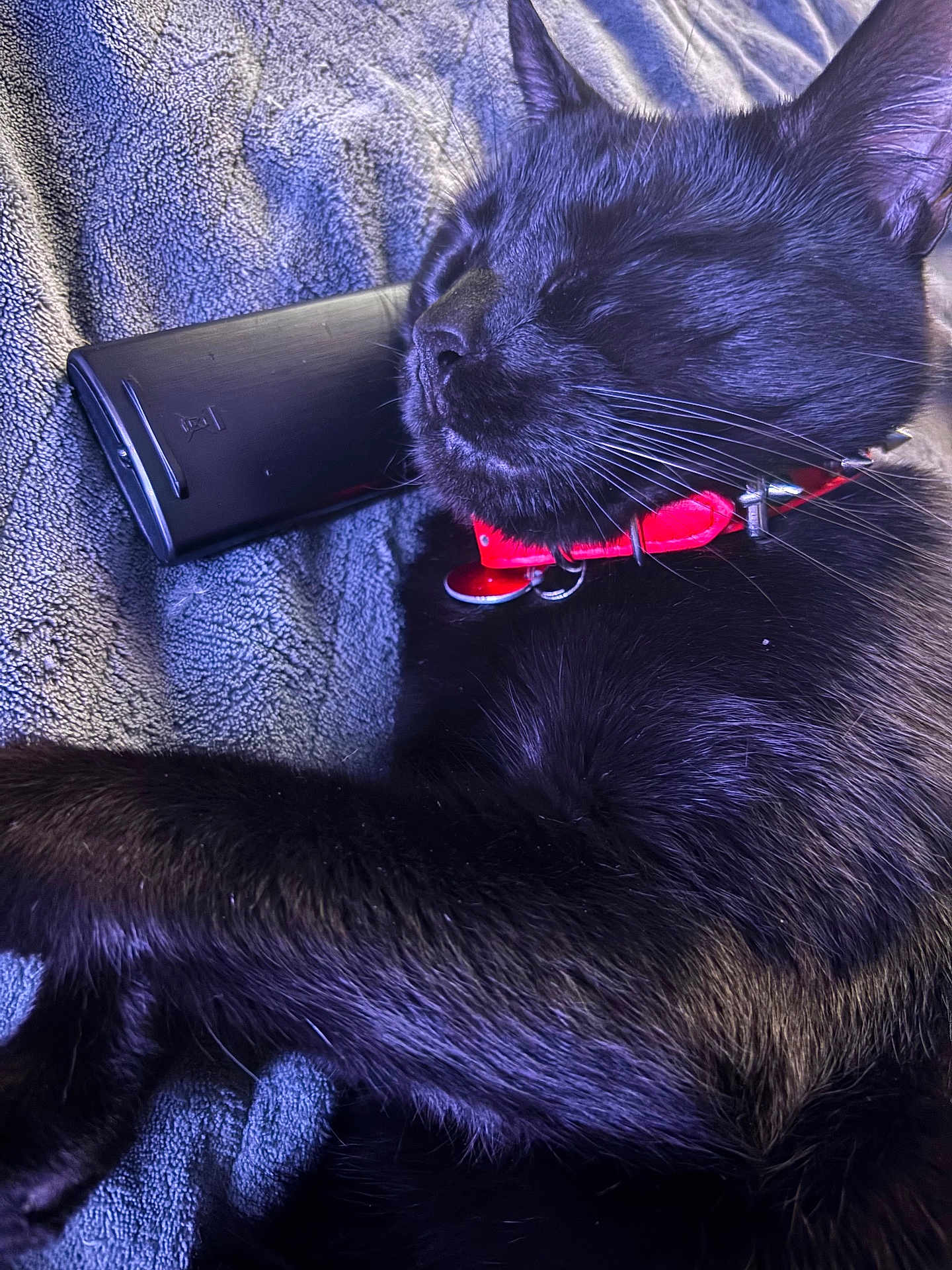 Luca joined the competition — help win amazing prizes! black_cat, cat, sleeping, pet, collar, red_collar, remote_control, blanket, fur, whiskers, animal, close_up, relaxation, domestic_cat, indoor, resting, soft_texture, cute, cozy, napping