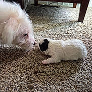 Whisky joined the competition — help win amazing prizes! dog, puppy, white_dog, carpet, indoor, sniffing, close_up, floor, furniture, toy, living_room, pet, bench, plush_toy, cute, fur, small_animal, black_spot, nose, cozy