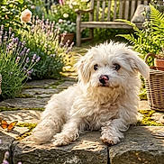 Whisky joined the competition — help win amazing prizes! animal, bench, butterfly, countryside, dog, flowers, fluffy, garden, greenery, nature, outdoor, peaceful, pet, plants, potted_plants, relaxed, stone_path, summer, sunlight, white_dog