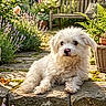 animal, bench, butterfly, countryside, dog, flowers, fluffy, garden, greenery, nature, outdoor, peaceful, pet, plants, potted_plants, relaxed, stone_path, summer, sunlight, white_dog