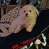 Whisky joined the competition — help win amazing prizes! animal, basket, blanket, chair, comfort, cozy, cushion, cute, decor, dog, fluffy, fur, furniture, home, indoor, pet, relaxed, resting, toy, white