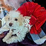 animal, blanket, bow, companion, cozy, cute, dog, fabric, fluffy, fur, indoor, pet, playful, puppy, red_tutu, relaxing, resting, small_dog, soft, white_dog