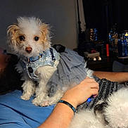 Marley is registered to the contest to win money with this photo: dog, puppy, small_dog, white_fur, fluffy, pet, pet_clothing, dress, harness, collar, indoor, lamp, nightstand, person_arm, bed, blanket, portrait, cozy, sitting, close_up