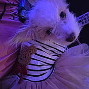 Marley is registered to the contest to win money with this photo: dog, white_dog, fluffy, striped_shirt, tutu_skirt, teddy_bear_patch, pet_clothing, indoor, remote_control, vape_device, purple_lighting, curious_look, close_up, soft_texture, cozy, couch, fabric, fur, cute, small_dog