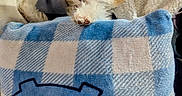 Marley joined the competition — help win amazing prizes! bed, blanket, blue_pattern, checkered, cozy, cuddly, dog, ears, eyes, fur, indoor, looking_up, nose, paw, pillow, plush, puppy, resting, small_dog, textile