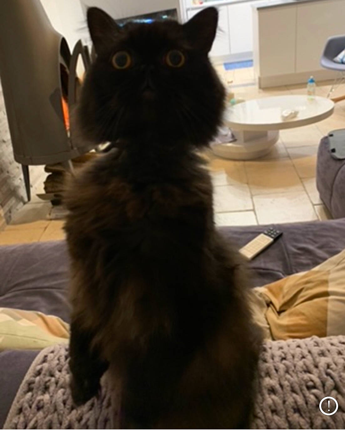 Isidore a rejoint le concours — aidez-le/la à gagner de superbes lots ! black_cat, bombay, carnivore, cat, claw, comfort, dog_breed, domestic_short_haired_cat, ear, felidae, flooring, fur, hardwood, sitting, small_to_medium_sized_cats, snout, tail, terrestrial_animal, whiskers, working_animal