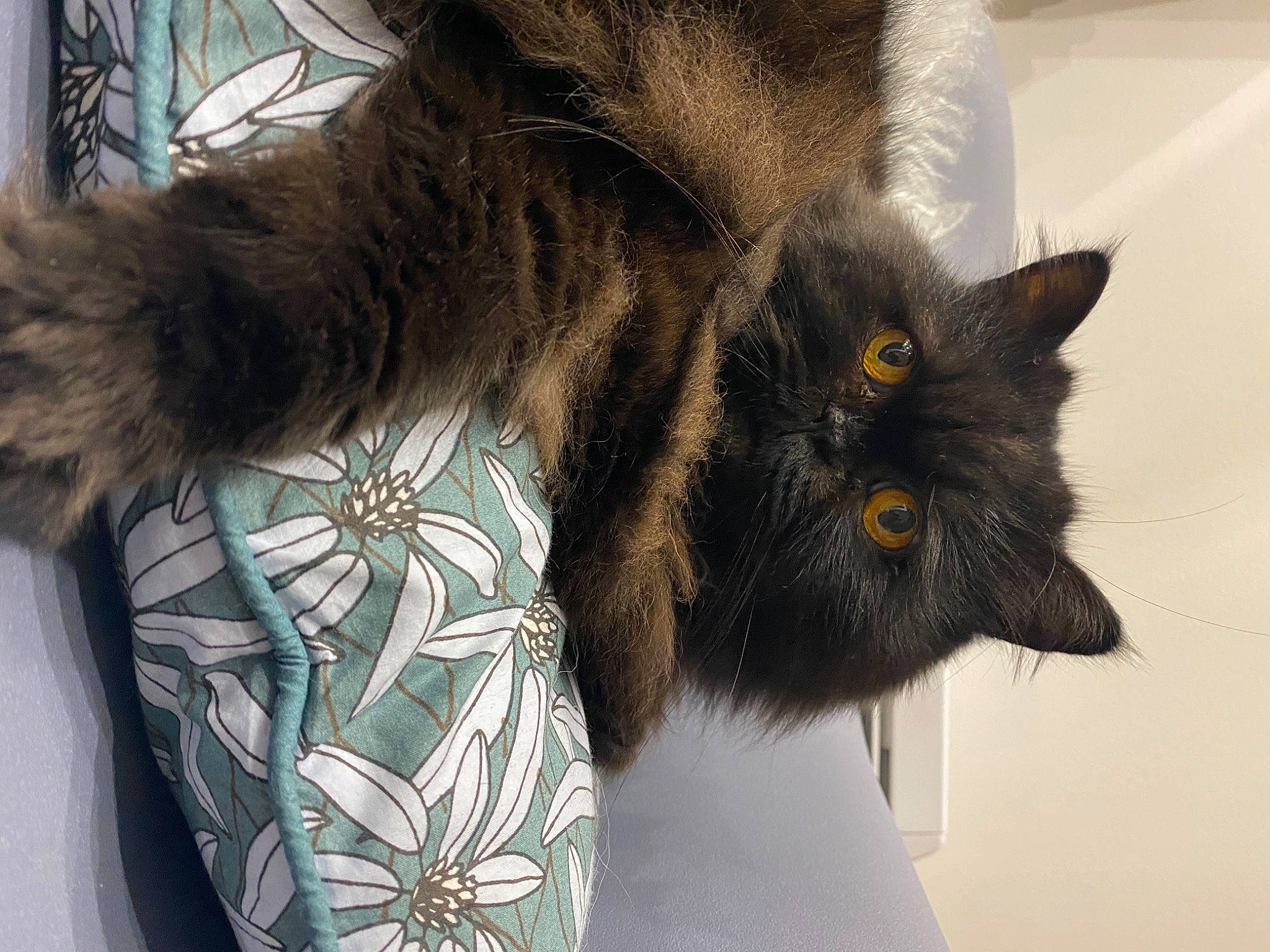 Isidore a rejoint le concours — aidez-le/la à gagner de superbes lots ! black_cat, carnivore, cat, claw, domestic_short_haired_cat, ear, felidae, fur, gesture, grey, hairstyle, paw, plant, small_to_medium_sized_cats, snout, tail, terrestrial_animal, whiskers, window