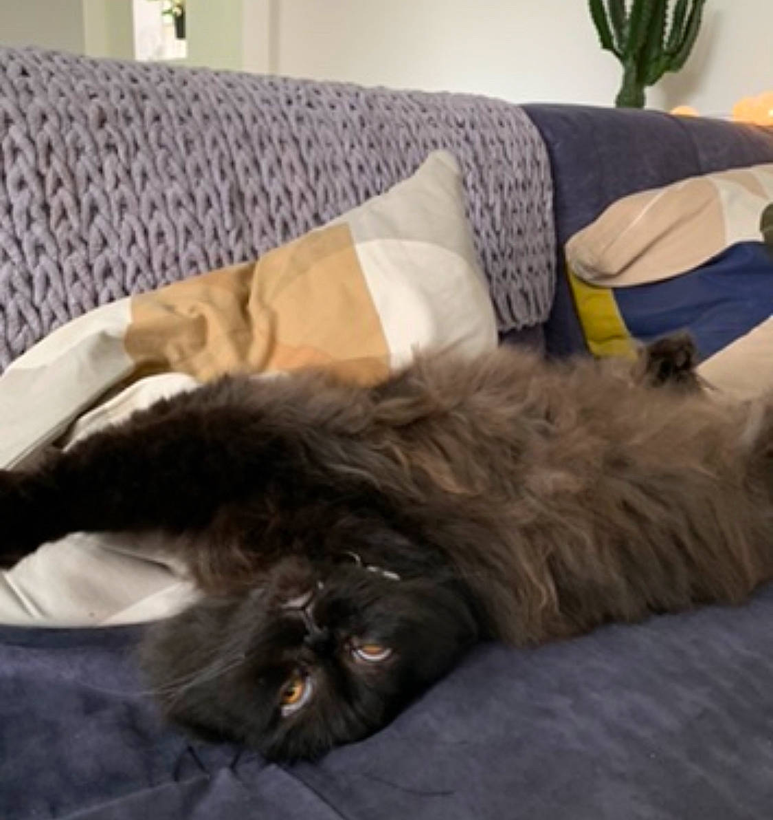 Isidore a rejoint le concours — aidez-le/la à gagner de superbes lots ! carnivore, cat, comfort, companion_dog, couch, dog_breed, domestic_short_haired_cat, felidae, fur, furniture, grey, linens, living_room, nap, room, small_to_medium_sized_cats, studio_couch, tail, whiskers, wood