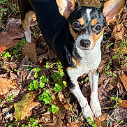 Boots joined the competition — help win amazing prizes! dog, chihuahua, small_dog, pet, animal, outdoors, leaf_litter, autumn_leaves, greenery, ears, eyes, nose, paws, standing, curious, portrait, natural_light, sunlight, ground, backyard