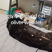 Oliver Wendle is registered to the contest to win money with this photo: animal, bed, black_cat, box, cat, clutter, container, cup, door, floor, furniture, household_items, indoor, lying_down, pet, plastic_bag, relaxed, room, table, text_overlay