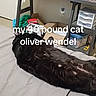 animal, bed, black_cat, box, cat, clutter, container, cup, door, floor, furniture, household_items, indoor, lying_down, pet, plastic_bag, relaxed, room, table, text_overlay