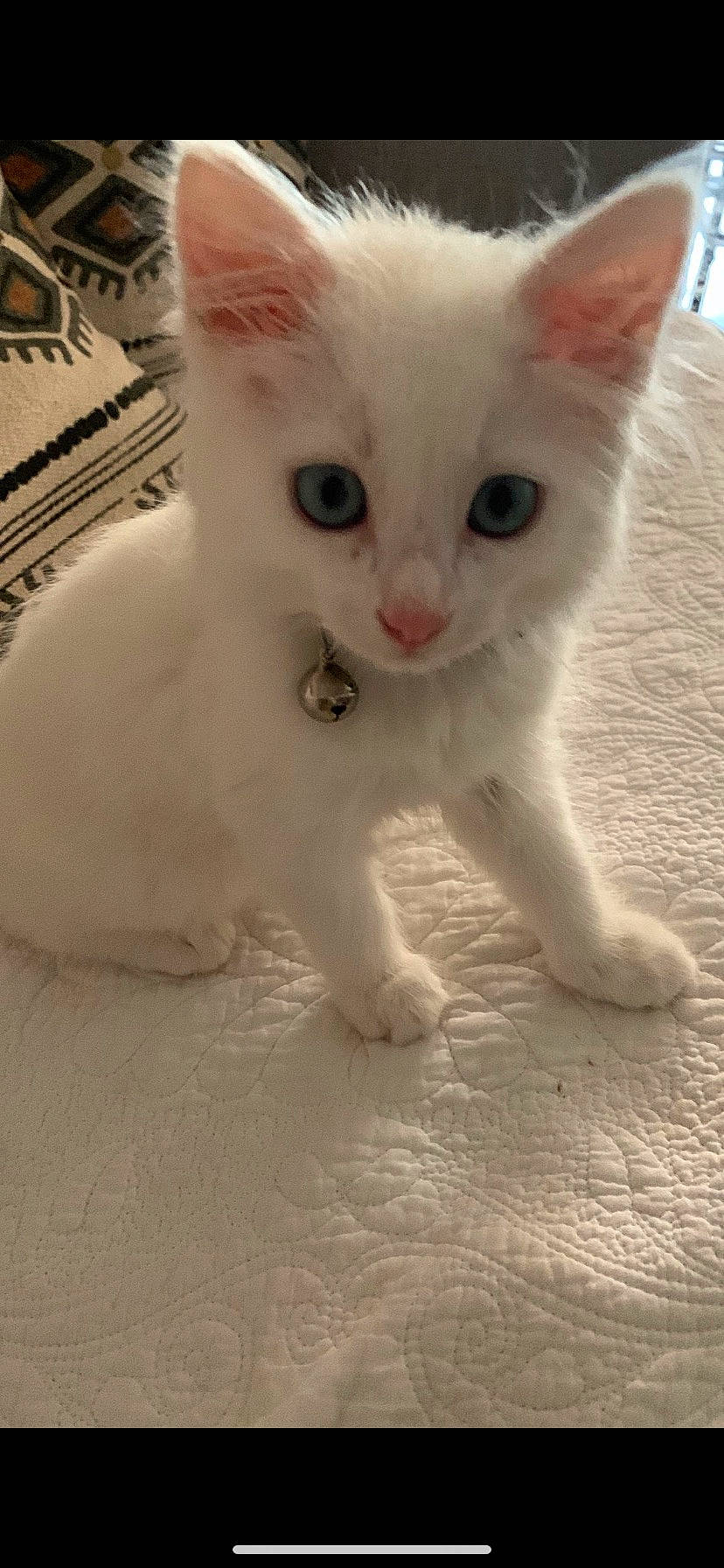 Miya participe au concours pour gagner de l'argent avec cette photo : carnivore, cat, claw, domestic_short_haired_cat, fawn, felidae, fur, paw, small_to_medium_sized_cats, snout, tail, terrestrial_animal, whiskers