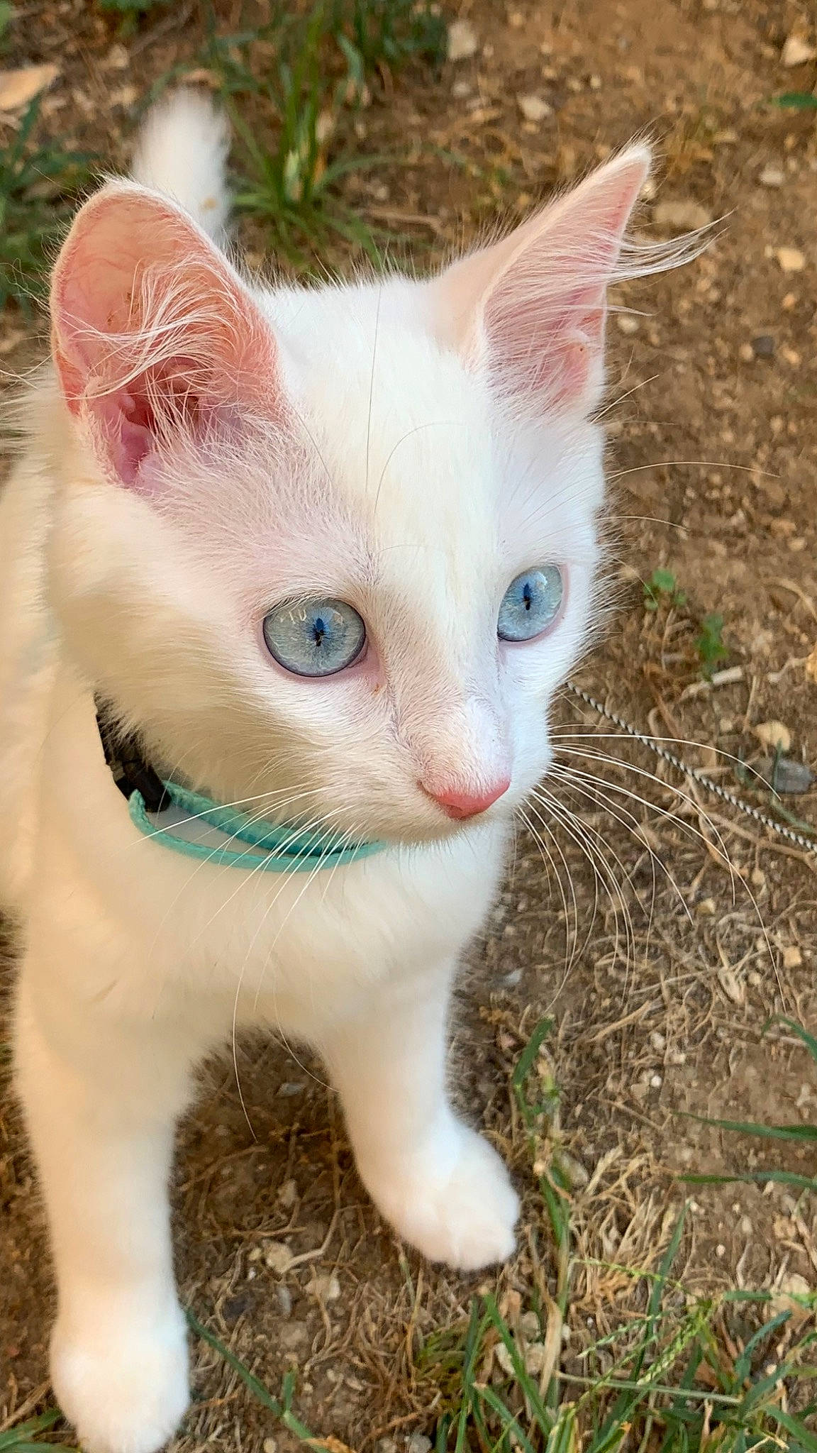 Miya participe au concours pour gagner de l'argent avec cette photo : carnivore, cat, domestic_short_haired_cat, eye, fawn, felidae, fur, grass, head, paw, small_to_medium_sized_cats, snout, tail, terrestrial_animal, whiskers, wildlife