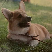 Oups a rejoint le concours — aidez-le/la à gagner de superbes lots ! dog, corgi, puppy, grass, outdoor, pet, leash, canine, animal, nature, cute, fur, ears, smile, playful, young, mammal, friendly, resting, adorable