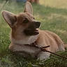 dog, corgi, puppy, grass, outdoor, pet, leash, canine, animal, nature, cute, fur, ears, smile, playful, young, mammal, friendly, resting, adorable
