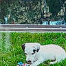 puppy, dog, grass, toy, rope_toy, outdoor, garden, water, reflection, playful, pet, young_dog, white_dog, small_dog, nature, greenery, daylight, animal, cute, relaxing