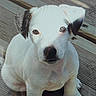 Banksy participe au concours pour gagner de l'argent avec cette photo : puppy, dog, white_fur, black_ears, wooden_deck, pet, animal, young_dog, sitting, curious_eyes, sunlight, outdoor, cute, canine, adorable, looking_up, small_dog, domestic_animal, fur, playful